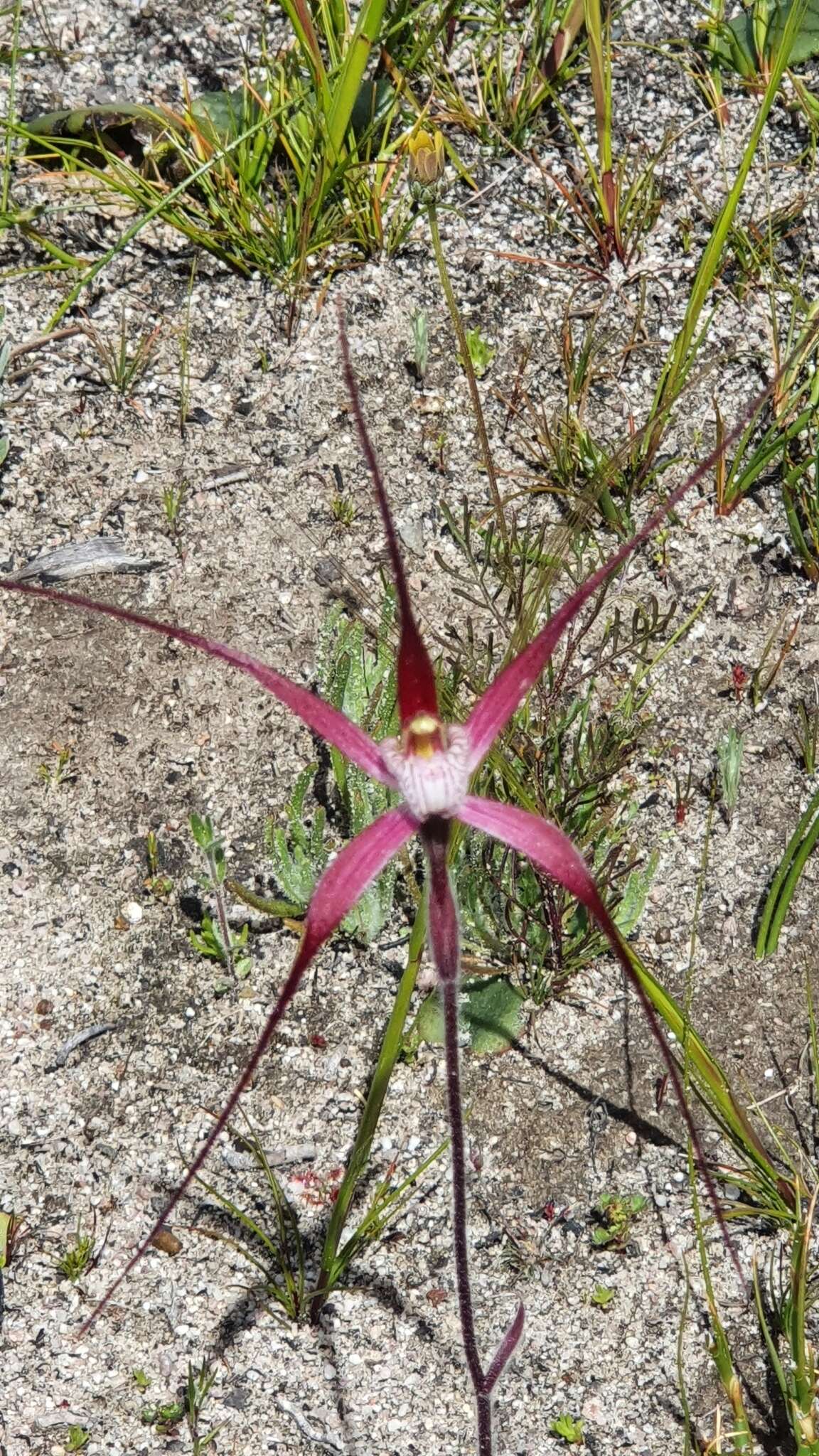 Image of Joseph's spider orchid