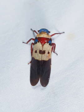 Image of Polydictya tricolor (Westwood 1845)