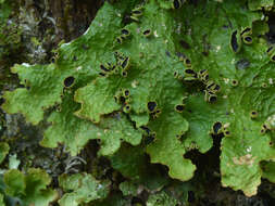 Image of <i>Pseudocyphellaria montagnei</i> (C. Bab.) D. J. Galloway & P. James