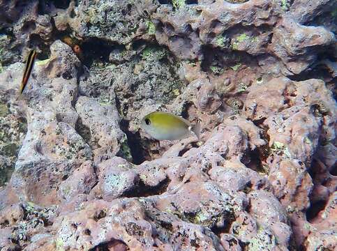 Image of Banded Unicornfish