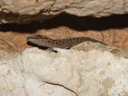 Image of Cyrtodactylus erythrops Bauer, Kunya, Sumontha, Niyomwan, Panitvong, Pauwels, Chanhome & Kunya 2009