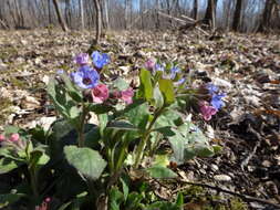 Image of Lungwort