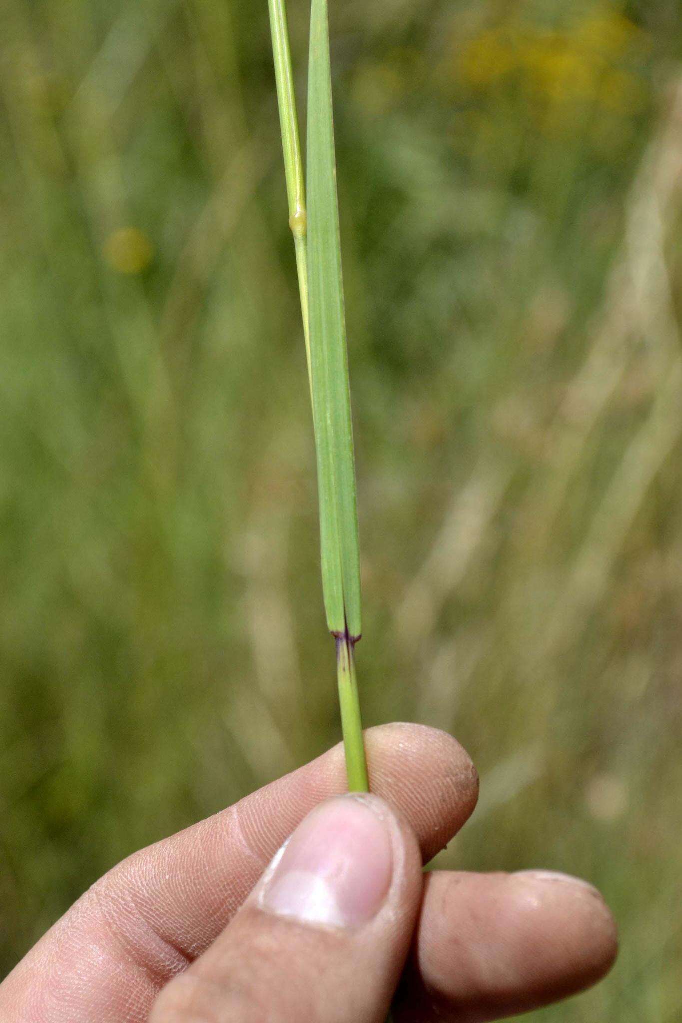 Imagem de Trisetopsis imberbis (Nees) Röser, A. Wölk & Veldkamp