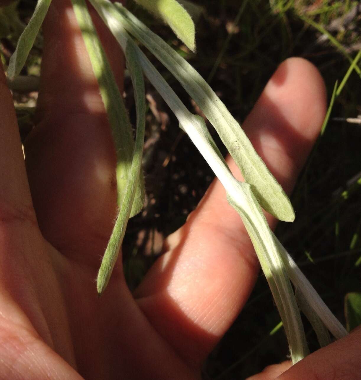 Image of Jersey cudweed