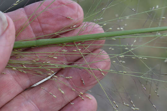 Image of Australian millet