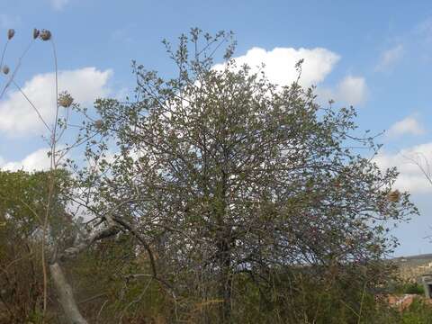 Image de Crataegus sinaica Boiss.