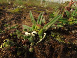 Euphorbia cuphosperma (Engelm.) Boiss. resmi