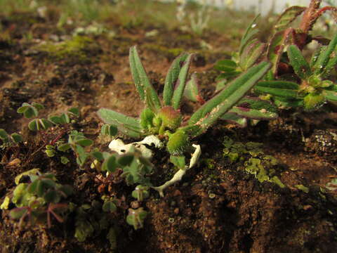 صورة Euphorbia cuphosperma (Engelm.) Boiss.