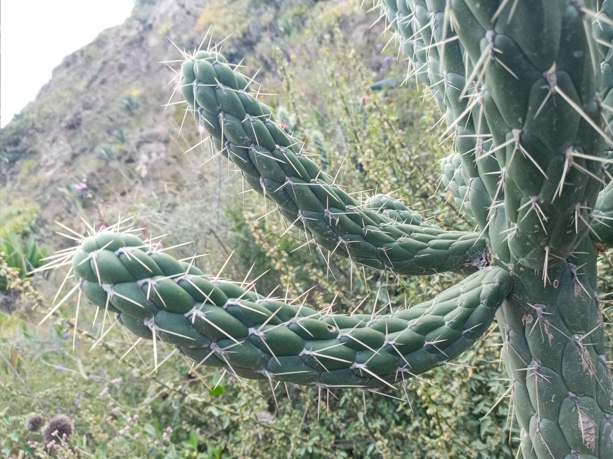 Image of cane cactus