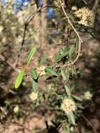 Image of Phebalium squamulosum Vent.