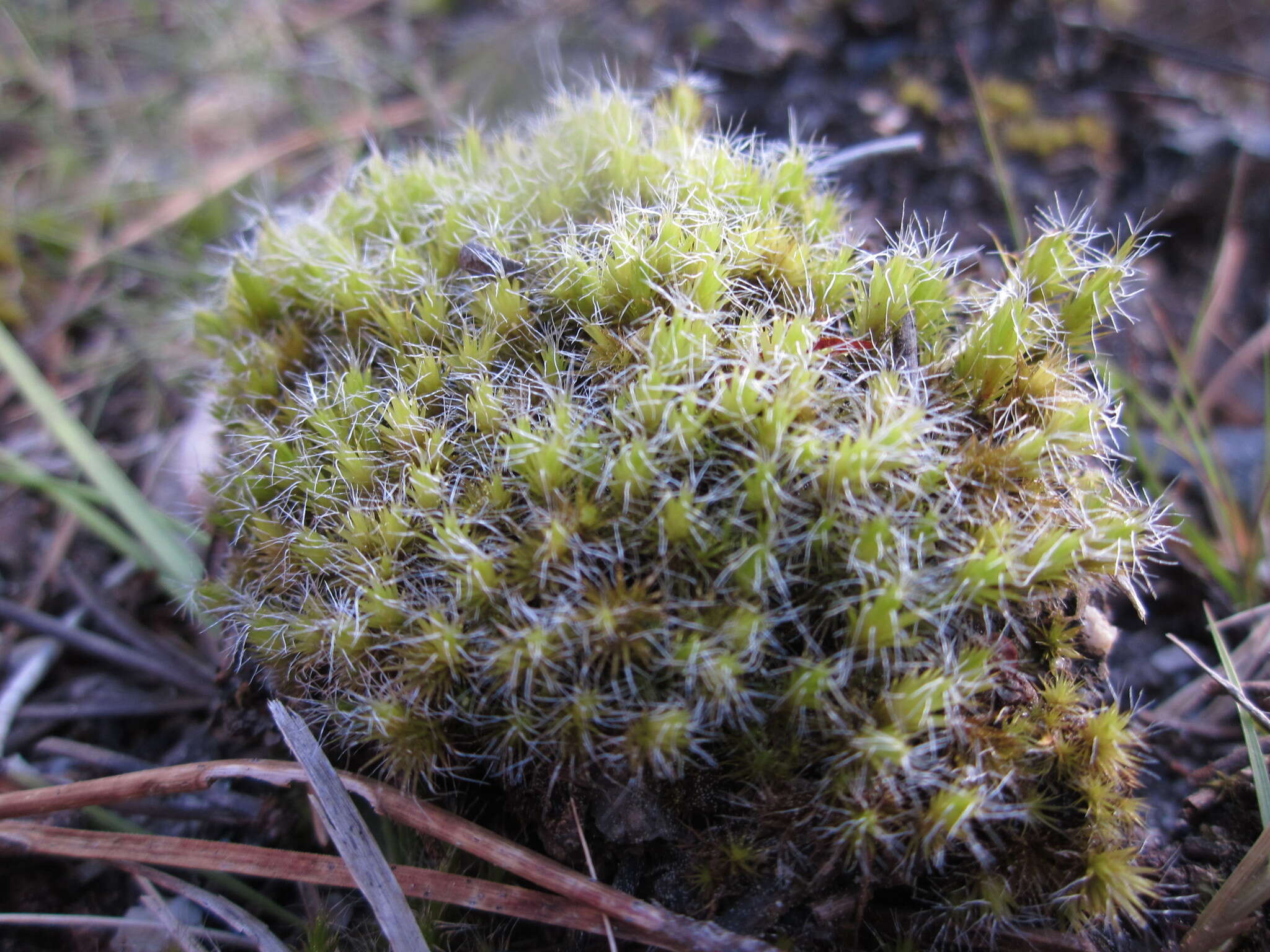 Image of campylopus moss