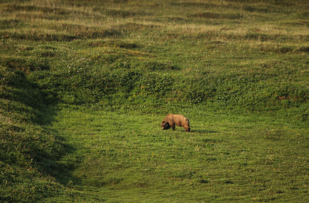 Image of grizzly bear