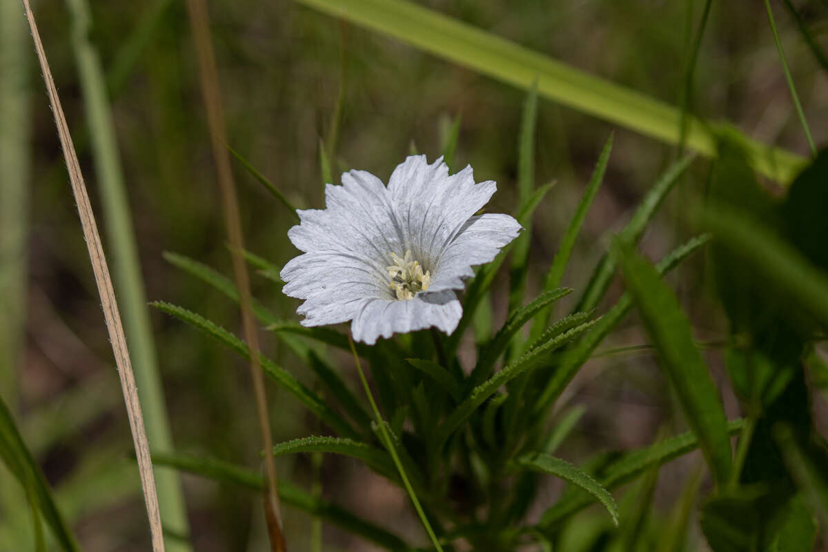 Image of Monsonia attenuata Harv. & Sond.