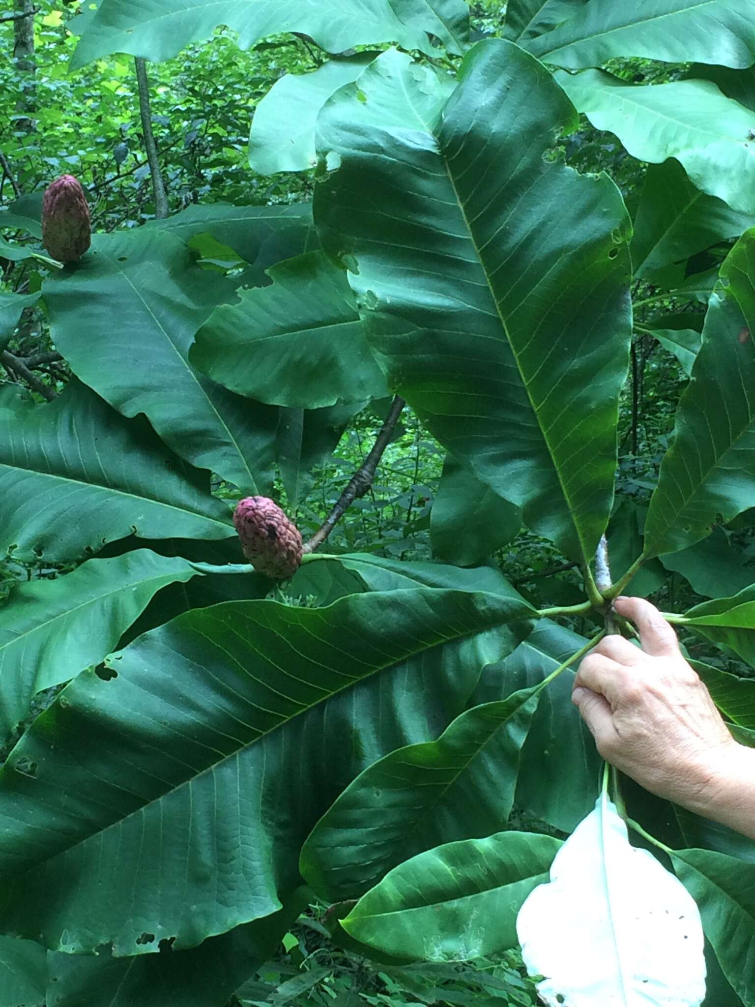 Sivun Magnolia tripetala (L.) L. kuva