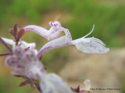 Слика од Aeollanthus parvifolius Benth.