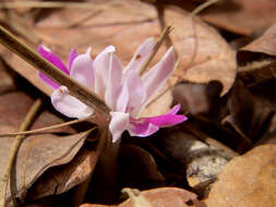 Image de Brachycorythis lastii Rolfe