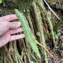 Image of threefork polypody