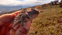 Image of Phrynosoma orbiculare orbiculare (Linnaeus 1758)