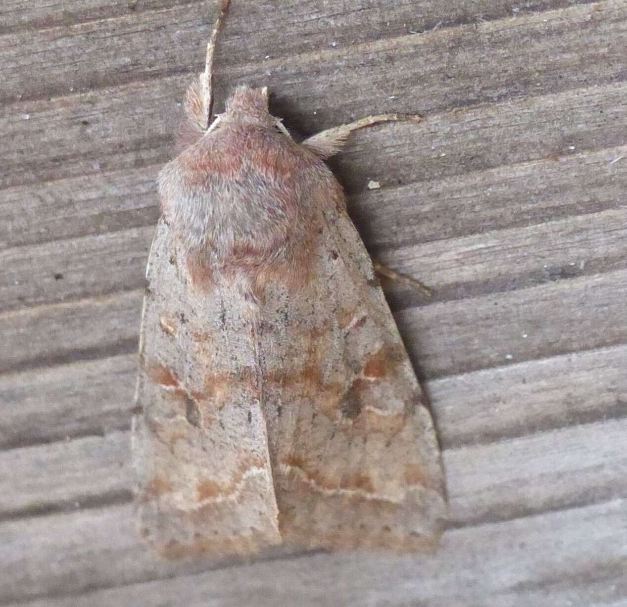 Imagem de Orthosia hibisci Guenée 1852