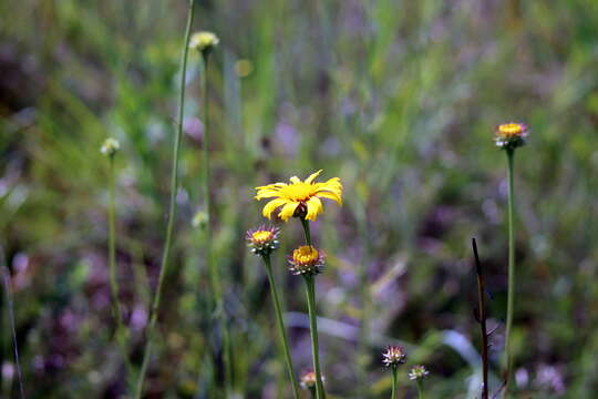 Image of oneflower honeycombhead