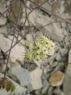 Imagem de Astrodaucus orientalis (L.) Drude