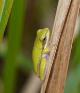 Image of Eastern Dwarf Tree Frog