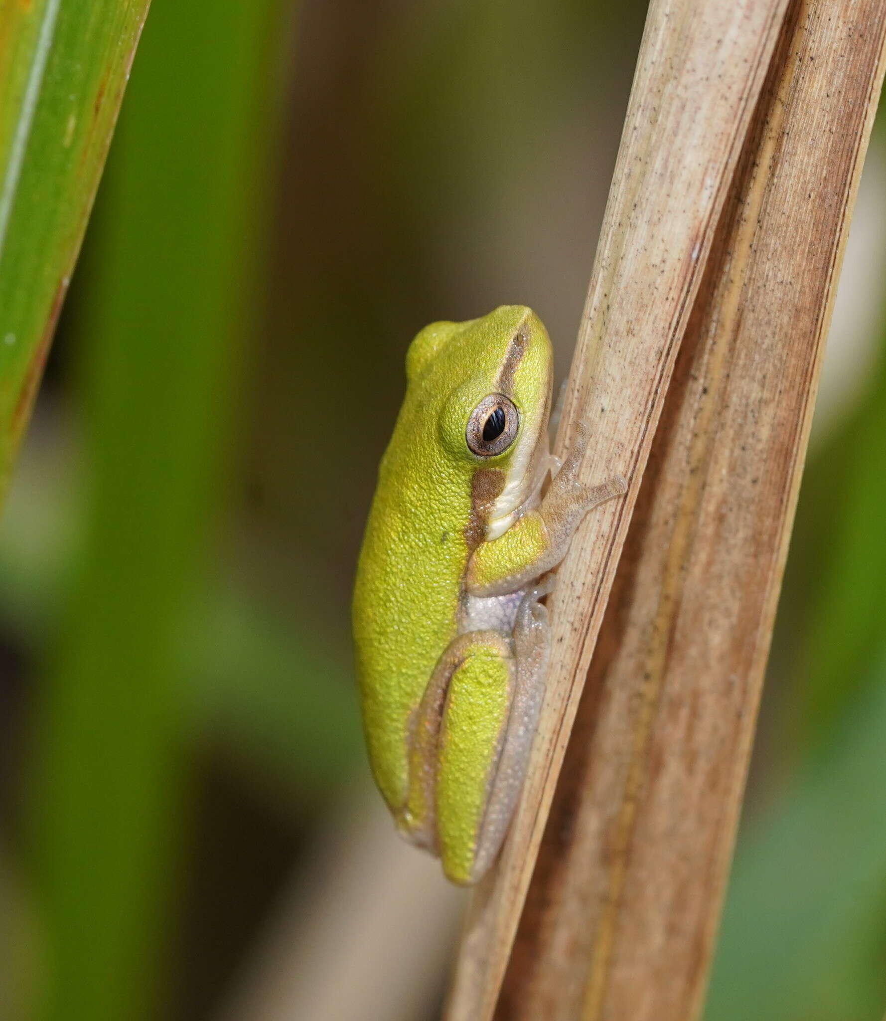 Image of Eastern Dwarf Tree Frog