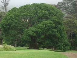 Imagem de Vitex lucens Kirk