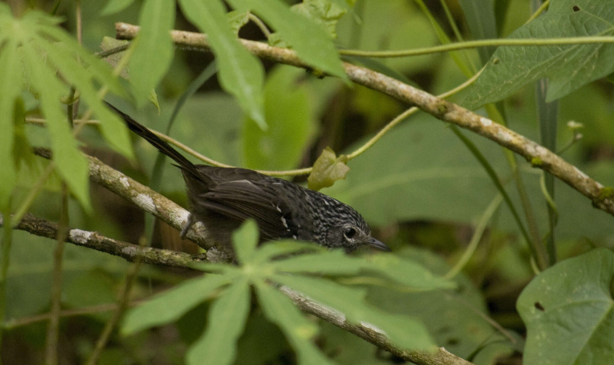 Image of Dusky-tailed Antbird