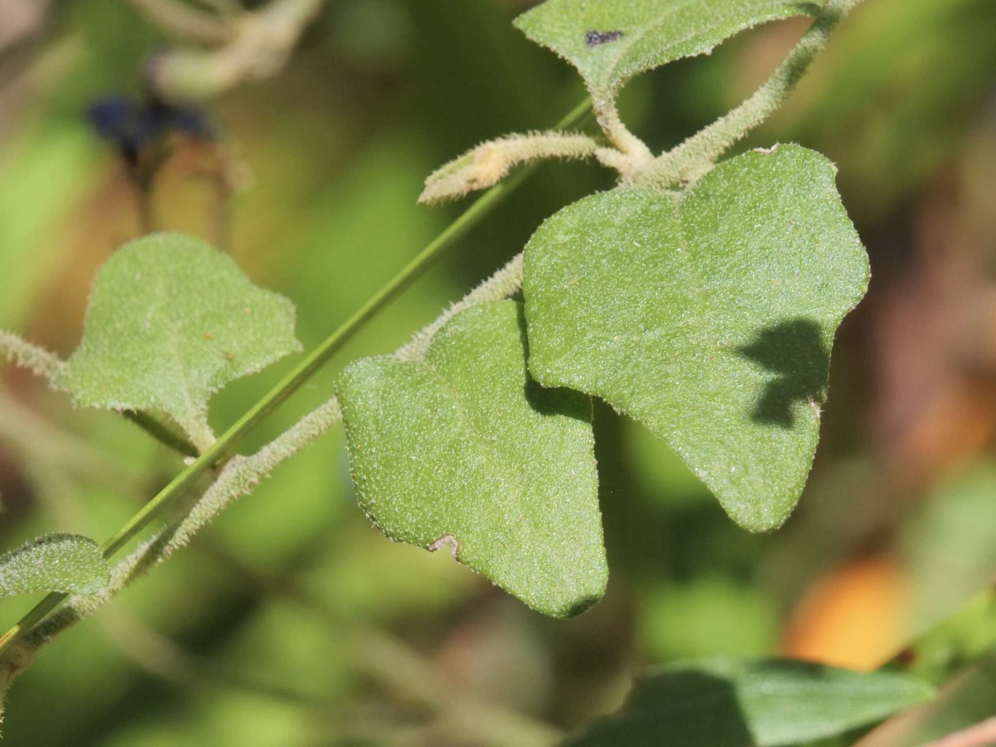 Image of Dampiera hederacea R. Br.