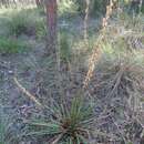 Image of Stylidium armeria (Labill.) Labill.