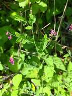 Imagem de Lathyrus niger (L.) Bernh.