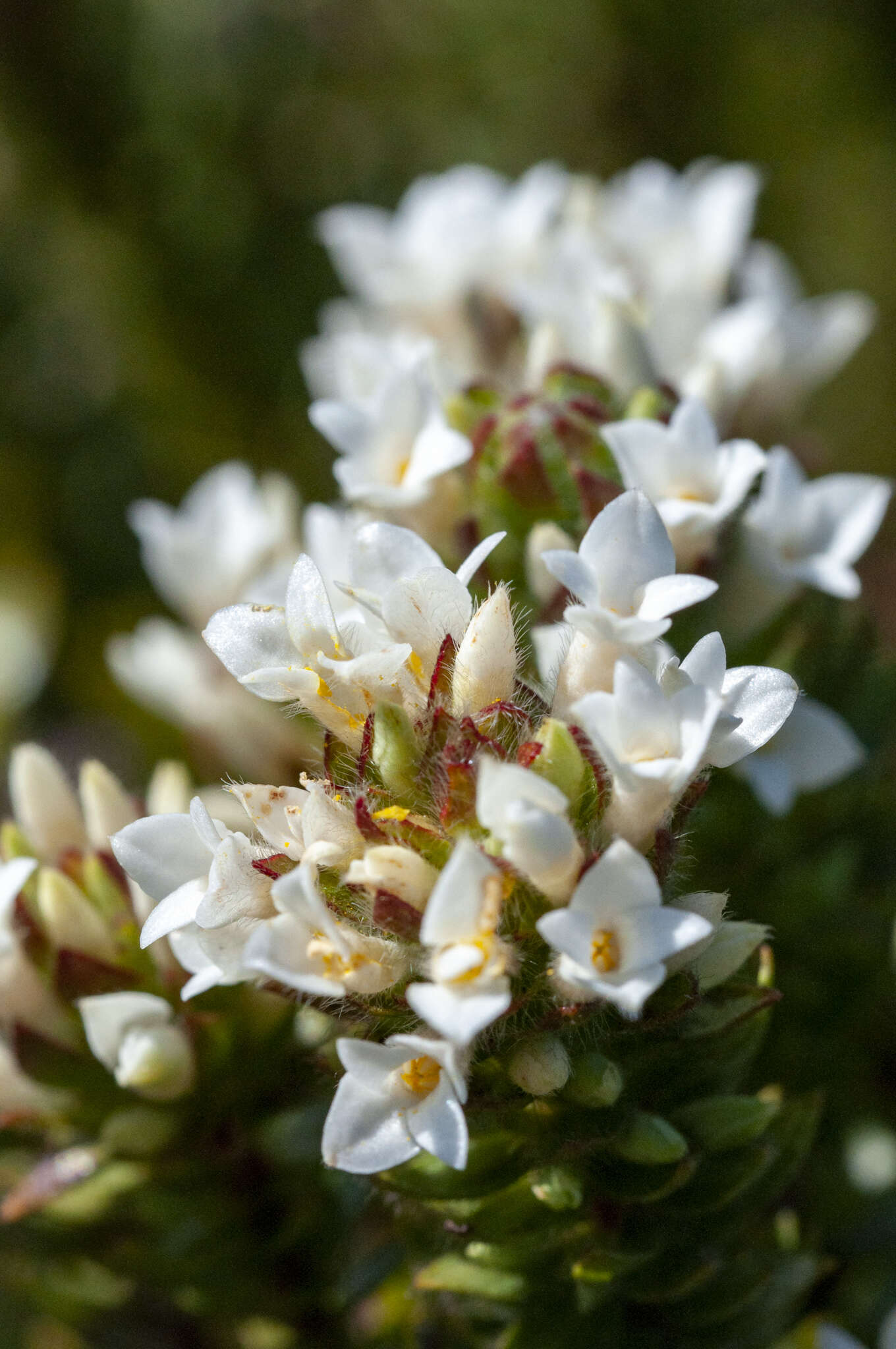 Image of Gnidia ornata (Meissn.) Gilg