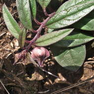 Image of Ceropegia pulchellior Bruyns