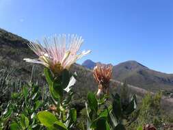 Imagem de Protea aurea subsp. aurea