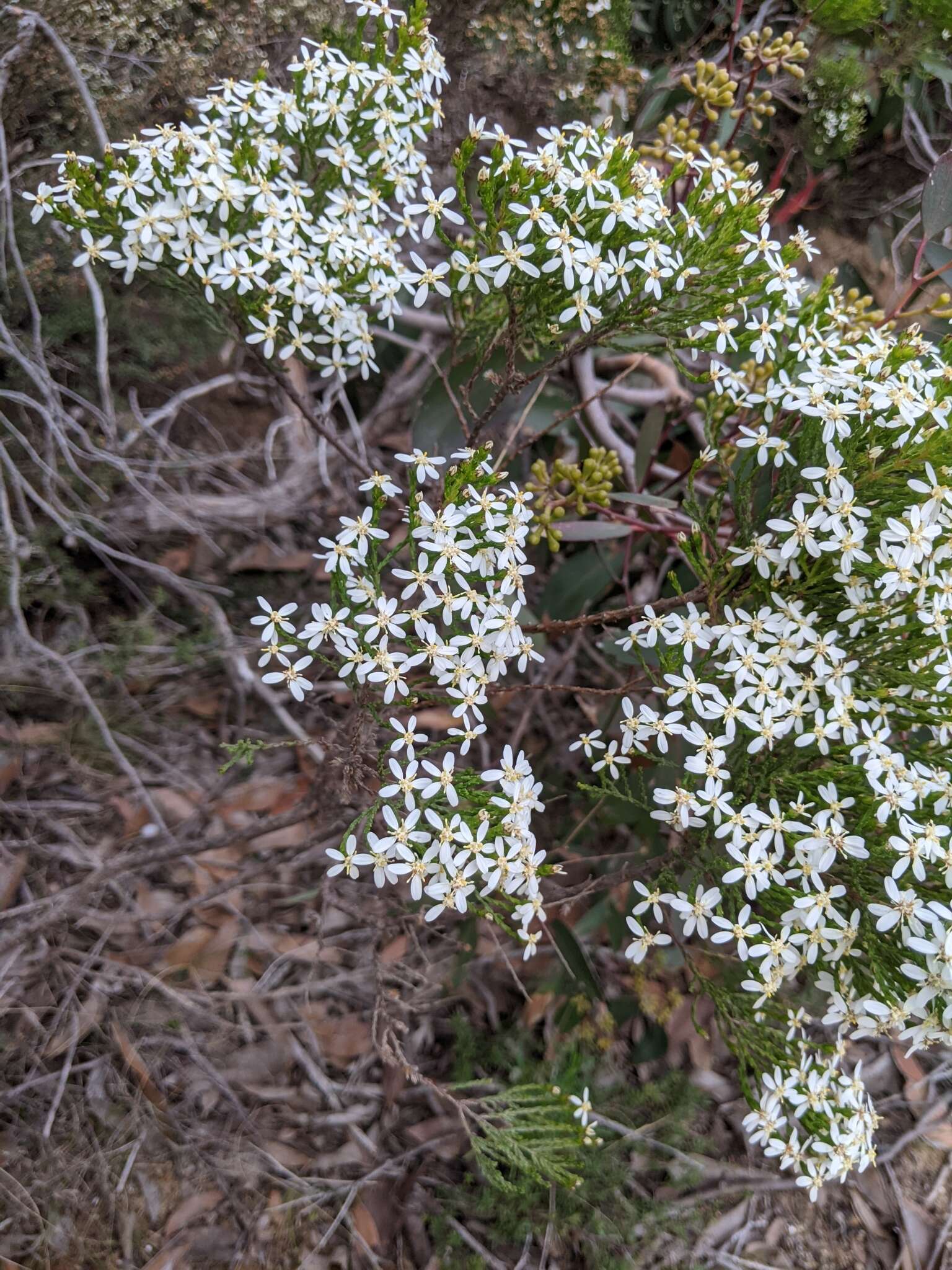 Image de Olearia teretifolia (Sond.) F. Müll.