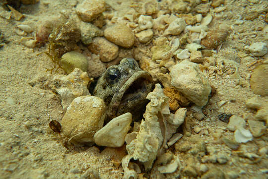 Image of Darwin jawfish