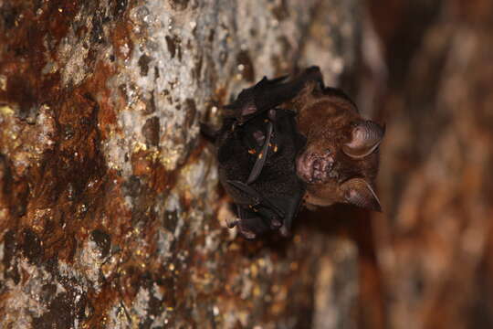 Image of Hipposideros armiger terasensis Kishida 1924