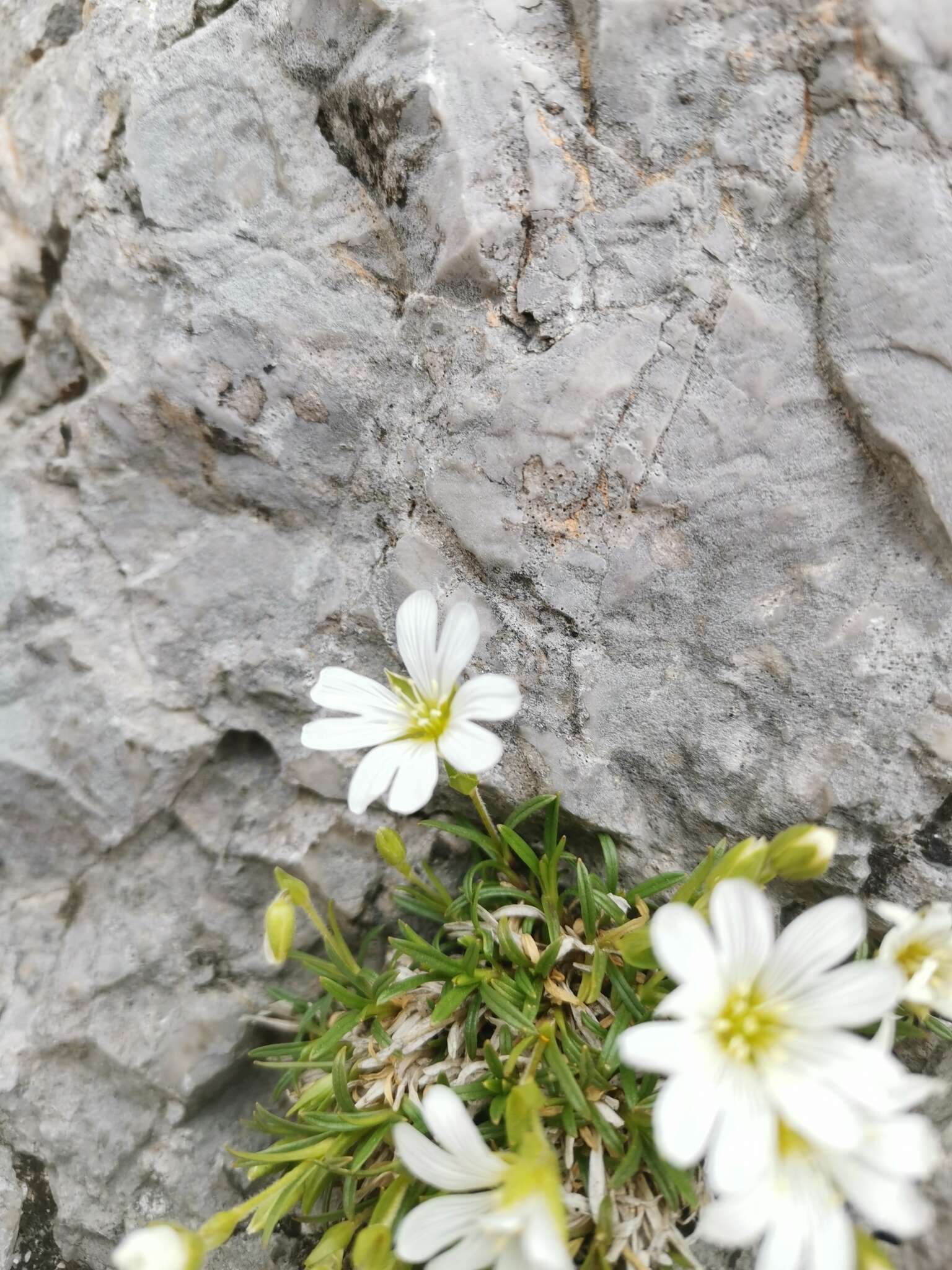 Imagem de Cerastium julicum Schellen.