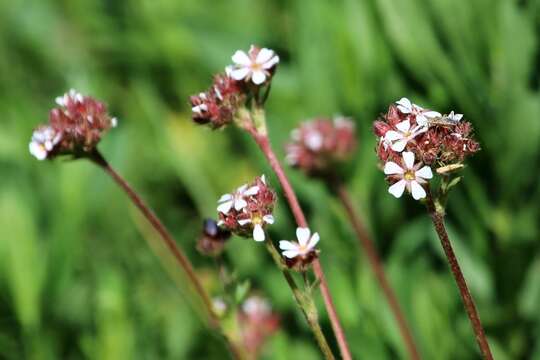 Image of smallflower horkelia