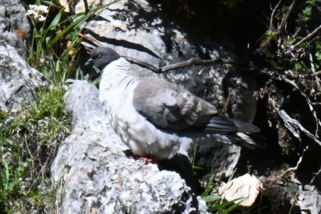 Image of Snow Pigeon