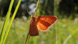 صورة Idaea serpentata Hüfnagel 1767