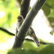 Image of Cream-vented Bulbul