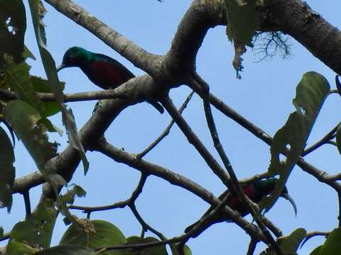 Image of Johanna's Sunbird