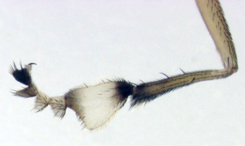 Imagem de Helichochaetus discifer Parent 1933