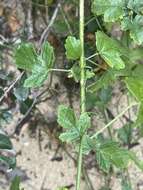 Image of Hibiscus barbosae Exell