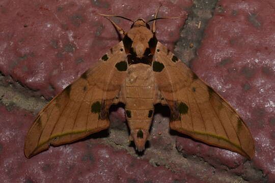 Image of Ambulyx sericeipennis Butler 1875