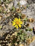 Image of Grindelia tarapacana Phil.