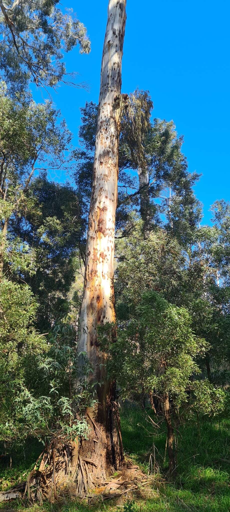 Image of Yellow-bellied Glider