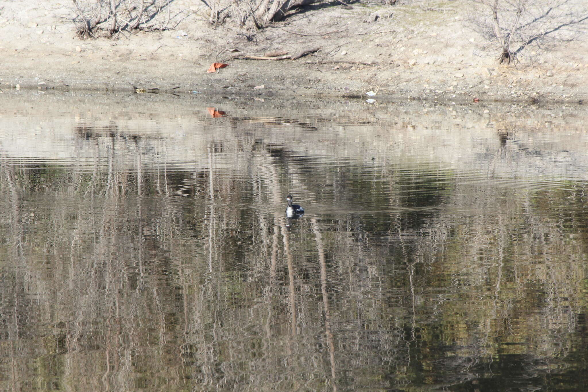 Imagem de Podiceps nigricollis californicus Heermann 1854